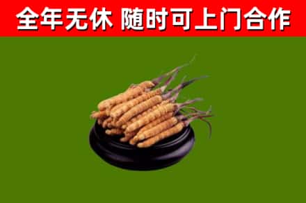 桃山区烟酒回收冬虫夏草.jpg